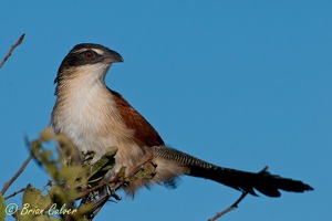 Burchell's Coucal