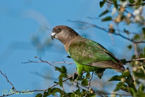 Brown-headed Parrot