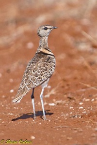 Double-banded Courser