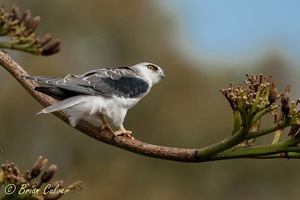 Black-shouldered Kite juvenile