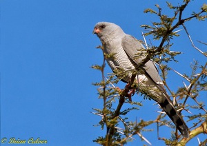 Gabar Goshawk