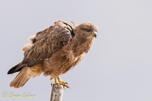 Common Buzzard