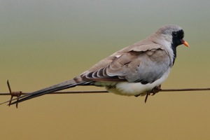 Namaqua Dove