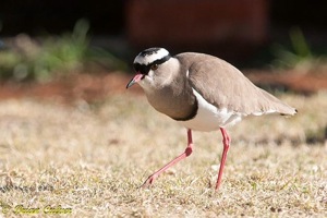 Crowned Lapwing