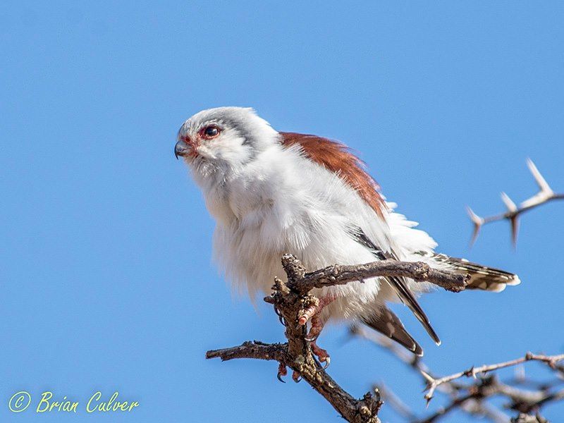 Pygmy Falcon female