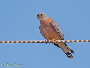 Lesser Kestrel