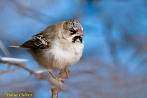 Scaly-feathered Weaver