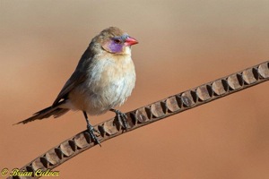 Violet-eared Waxbill female