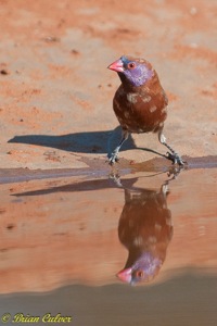 Violet-eared Waxbill