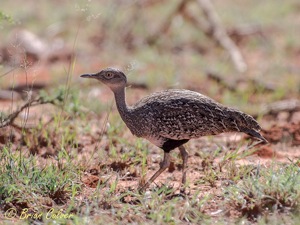 Red-crested Korhaan