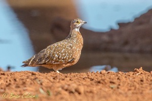 Burchell's Sandgrouse