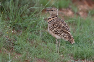 Double-banded Courser