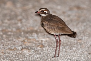 Bronze-winged Courser