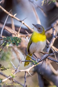 Yellow-breasted Apalis1