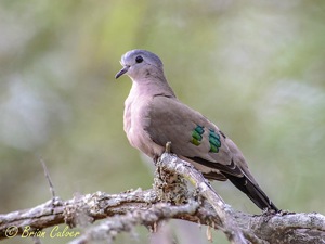 Emerald-spotted Wood-Dove