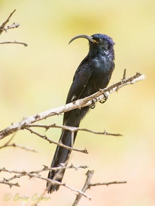 Common Scimitarbill