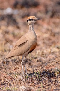 Temminck's Courser