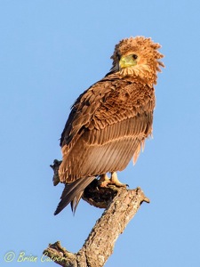 Bateleur