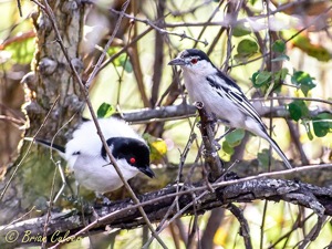 Black-backed Puffback1