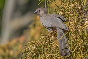 Grey Go-away-bird