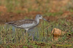 Common Greenshank