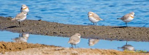 Chestnut-banded Plover