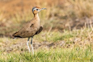 Burchell's Courser 