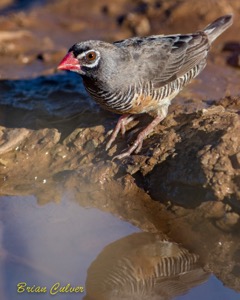 African Quailfinch male