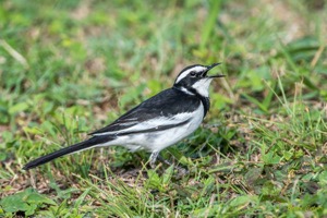 African Pied Wagtail