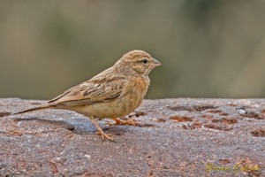 Lark-like Bunting