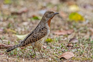 Red-throated Wryneck