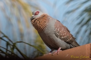 Speckled Pigeon