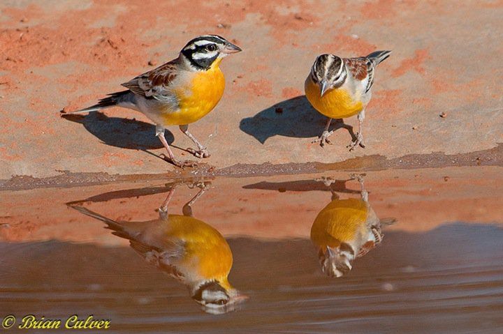 Golden-breasted Bunting