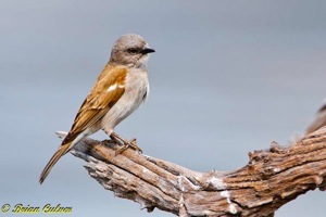 Southern Grey-headed Sparrow