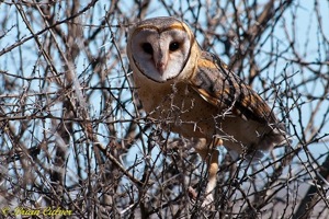 Barn Owl