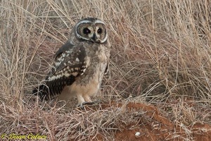 Marsh Owl