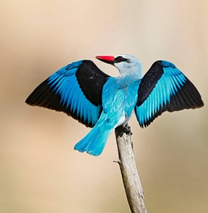 Woodland Kingfisher displaying