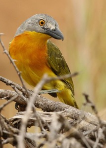 Grey-headed Bush-Shrike