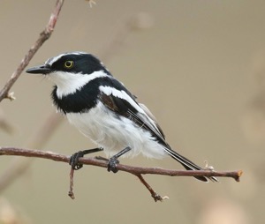 Chinspot Batis male