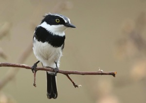 Chinspot Batis