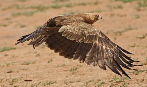 African Harrier-Hawk