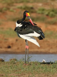 Saddle-billed Stork