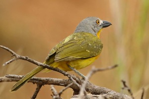 Grey-headed Bush-Shrike