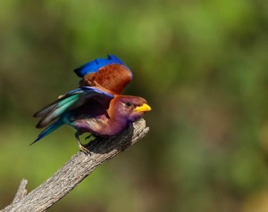 Broad-billed Roller