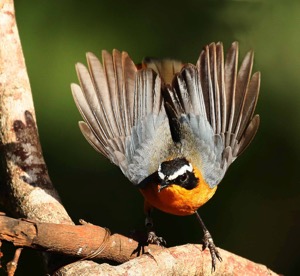 White-browed Robin-Chat 