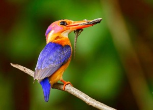 African Pygmy Kingfisher