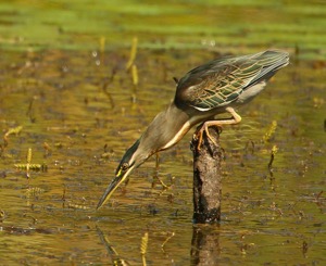 Green-backed Heron