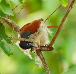 African Paradise-Flycatcher