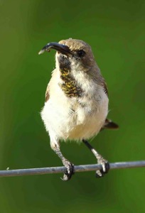 Dusky Sunbird