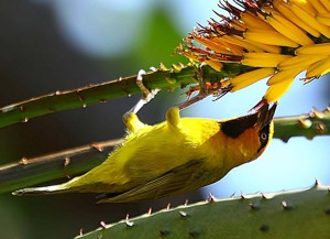 Spectacled Weaver